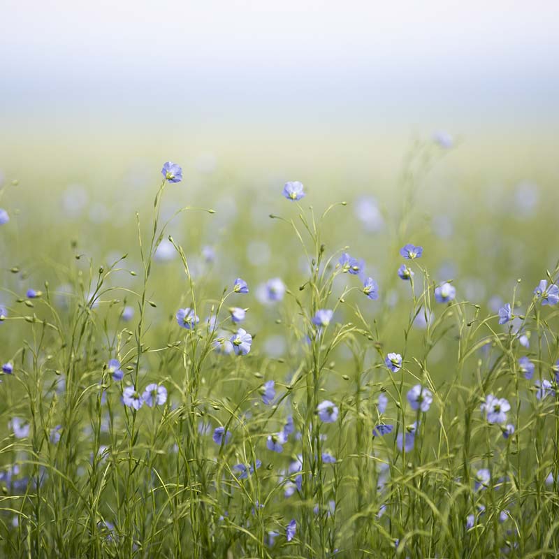 100% Capri Sustainability, Linen Clothing