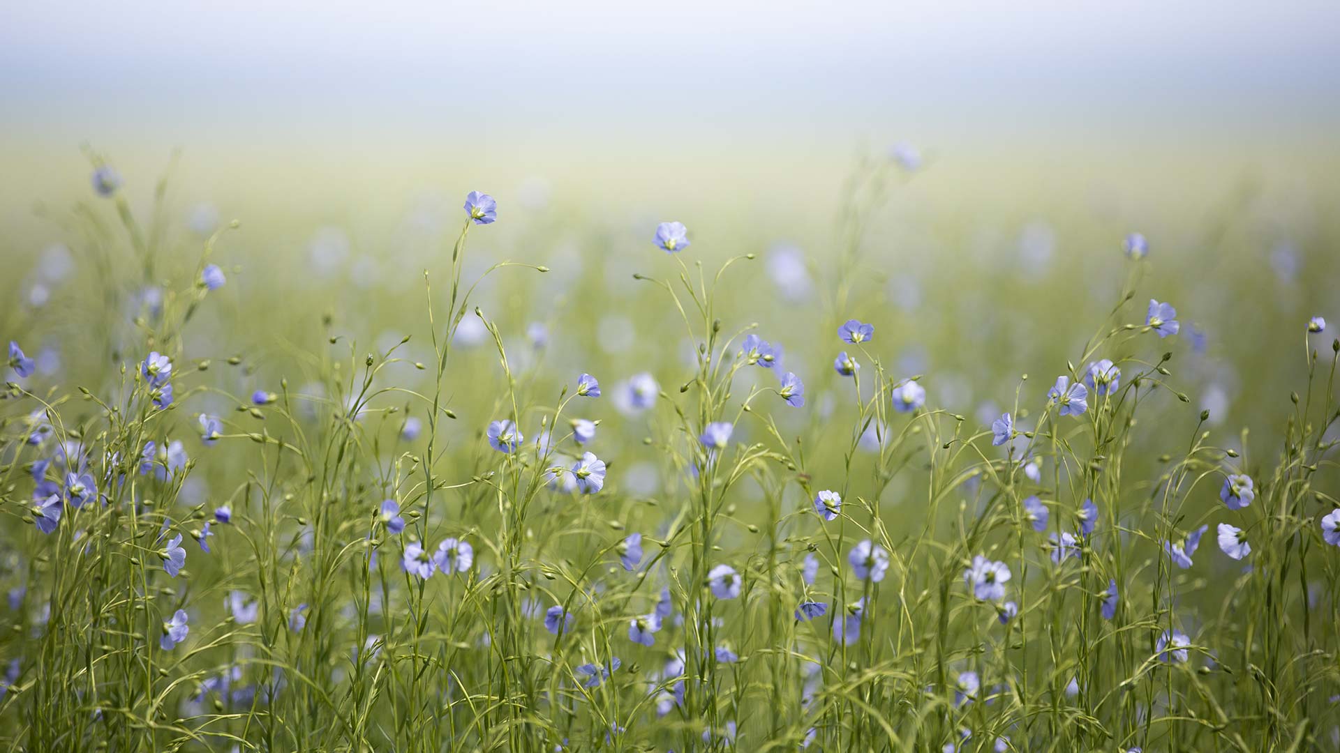 100% Capri Sustainability, Linen Clothing